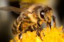    70% от пчелите ни измряха заради ГМО-пестициди