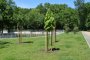  80 нови дървета в Северния парк
