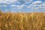   Пшеницата е с най-добро качество за последните десетилетия