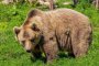 ПСС: Опасна мечка обикаля в Карандила
