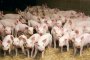   ЕК одобри 178 млн. лева държавна помощ за свинете