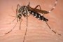  11 починали заради комари в Сърбия