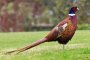 Пускат 120 фазана в един от лесопарковете на София 