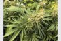  Канадска компания започва мащабен бизнес с марихуана в България