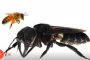   Намериха най-голямата пчела в света, изчезнала от 38 години