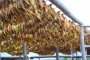 НАП опрощава 40 млн. лв. на тютюнопроизводителите след мюфтийството