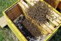   Протест срещу масово отравяне на пчели в Плевенско 