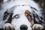 Кучешките очи еволюирали с цел комуникация с хората 