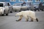   Полярна мечка обикаля руски град