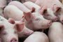    Започва умъртвяването на домашните свине в Плевенско