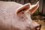 Умъртвяват домашните свине, засегнати от чума в Плевенско
