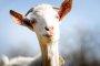 Емоциите между козите са заразни и променят сърдечния им ритъм 