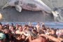    Туристи убиха делфинче заради селфита