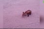 Животни бягат от огромния пожар в Сибир
