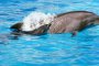 Бебе-делфинче почина в делфинариумa във Варна 