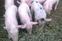 Умъртвиха 90% от домашните свинете в Пазарджишко