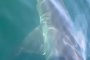    Семейство засне 5-метрова акула под лодката си