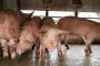 Отменят събора в Юндола заради чумата по свинете 