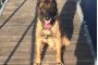 Почина кучето Вихрен, служило 12 г. в ГДБОП 