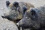 Диви прасета нанесли до 70% щети на зърнопроизводители в Болярово 