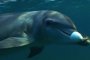   Делфини се дрогират с токсична риба балон