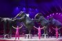 Париж забранява дивите животни в цирковете 