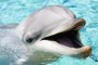 Варненският делфинариум е най-тесният затвор за животни в света, обяви международна организация