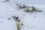 Десетки полярни мечки обсадиха село в Чукотка