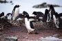 Пингвините водят 