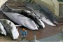  Японският китоловен флот уби 223 кита през 2019 г.