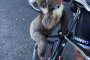  Жадна коала се нахвърли на бутилката на колоездач