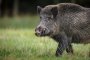 Нови случаи на африканска чума по свинете в Ямболско 