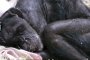    59-годишна умираща маймуна се сбогува с приятел
