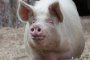 Регистрират лични стопанства за отглеждане на свине в Сливенска област 