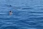  6-метрова акула плува с хора край Малага 