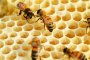 Пчеларите не могат да защитят правата си при измиране на пчели 