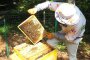  Пчелари искат субсидии