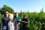 Манолова показа незаконна плантация с марихуана близо до Околовръстния път на София  