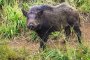  Нови случаи на Африканска чума по свинете край Елхово: ОДБХ