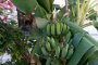 Банани зреят до домати във Варна