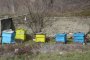 БАБХ проверява сигнал за регистрация на пчелни кошери 