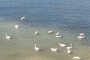 Лебеди на Марина Кейп, Ахелой: фото на деня
