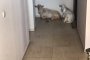 Избягали кози в Оазис 1 в Пловдив
