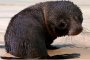 Бебе тюлен за първи път от 20 г. в зоопарк