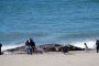 Труп на 14-метров кит беше изхвърлен на плаж на остров Бали 