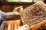 Пчелари в готовност за протест заради смъртността на пчелите