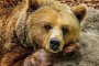 Три сигнала за нападения от мечки в Родопите