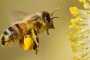  Една пчела произвежда 1 супена лъжица мед по време на целия си живот