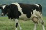 България е загубила над 72% от животновъдните си ферми, откакто е в ЕС: Гардиън