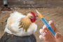 Как деформират пилетата със забранени антибиотици и рискуваме рак